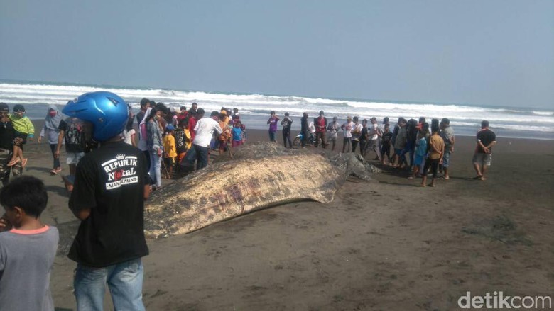 Bangkai ikan paus yang terdampar di Pantai Bunton