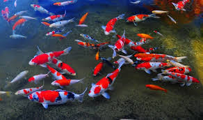 Ikan Koi (foto : Google)