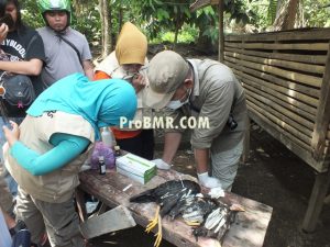 Tampak Petugas Sedang Mengambil Sampel Flu Burung 