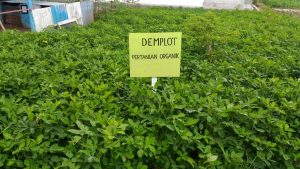 Contoh tanaman yang diberi pupuk kompos hasil produksi rumah Kompos Kotamobagu.