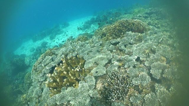 IMG-20170724-WA0002