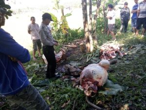 Petugas Polsek Kotamobagu saat melakukan olah TKP pencurian sapi di perkebunan Kopandakan