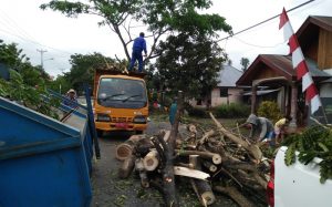 Tampak petugas BLH sedang melakukan pemankasan pohon yang rawan tumbang