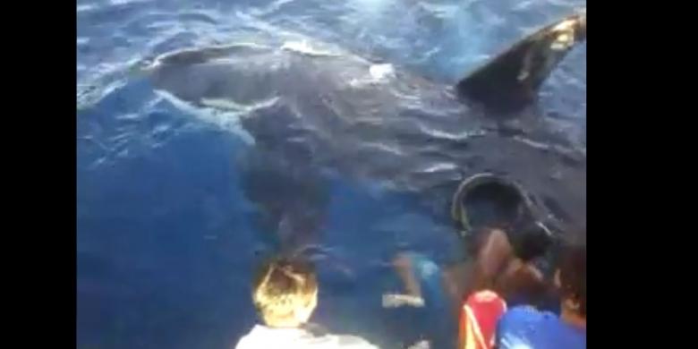 Paus pembunuh atau orca saat dikeluarkan dari jaring nelayan Gorontalo di Teluk Tomini.