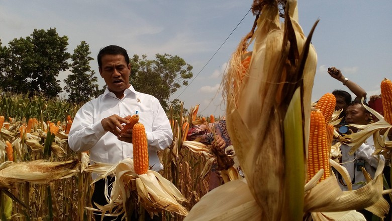 Pemerintah mengurangi impor jagung untuk mendongkrak produksi petani.
