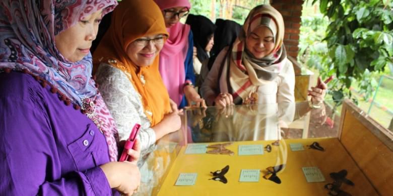 Pengunjung melihat-lihat koleksi kupu di obyek wisata Taman Kupu-kupu