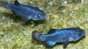 Devils hole pupfish 
