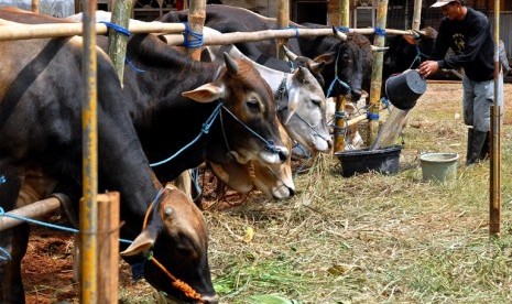 hewan-kurban-_121011135600-909