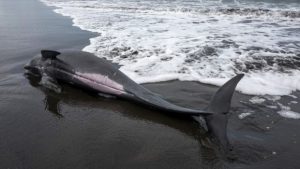 Sekor lumba-lumba gigi kasar (steno bredanensis) terdampar di Pantai Kemiren, Cilacap, Jawa Tengah, 12 Agustus 2016. Lumba-lumba tersebut ditemukan oleh nelayan dalam kondisi terluka dan lemah, di tengah cuaca buruk dan gelombang tinggi yang melanda perairan Cilacap satu bulan terakhir ini.