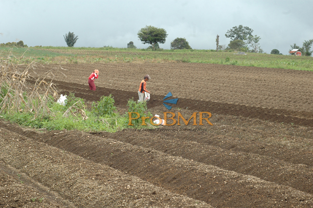 pertanian-bolmong-copy