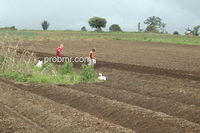 pertanian-bolmong1-1-1