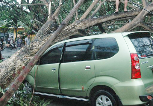 tampak sebuah avanza ringsek tertimpa pohon di jalan Adampe Dolot Kotamobagu