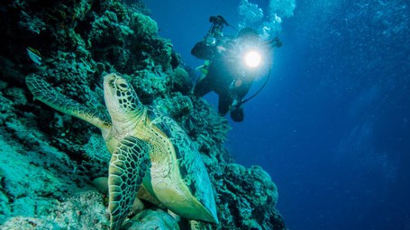 wisata diving di indonesia